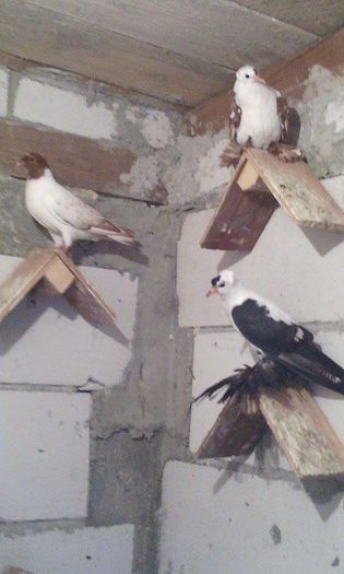 13235729_969480606503053_302771061_n