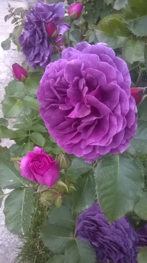 minerva - Trandafiri 2016