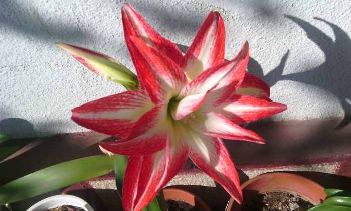 IMG_20160515_173031[1] - Amarilisii mei