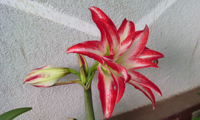 IMG_20160517_173425[1] - Amarilisii mei