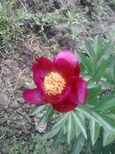 20160513_182927 - 2016 - 2017 Bujori