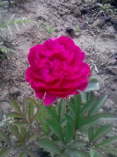 20160515_114230 - 2016 - 2017 Bujori