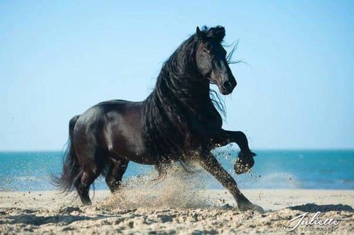 FB_IMG_1463330444567 - C Pentru cei care le plac aceste animale