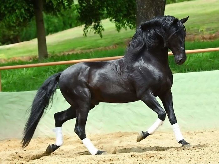 FB_IMG_1463330459689 - C Pentru cei care le plac aceste animale