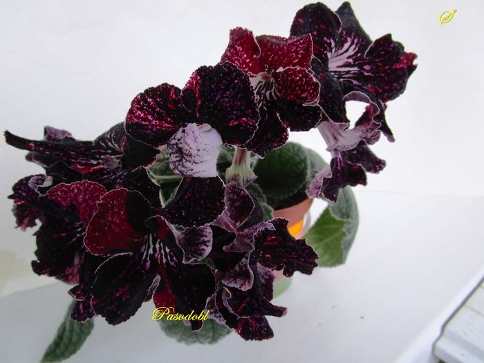 DS-Pasodobl(18-05-2016) - Streptocarpusi 2016