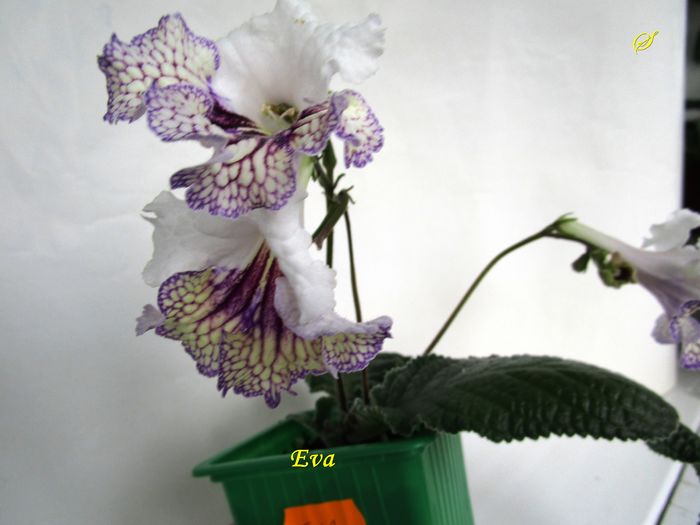 Eva (18-05-2016) - Streptocarpusi 2016