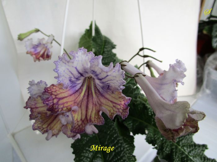 Mirage (18-05-2016) - Streptocarpusi 2016