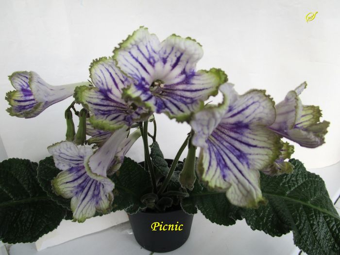 Picnic(18-05-2016) - Streptocarpusi 2016