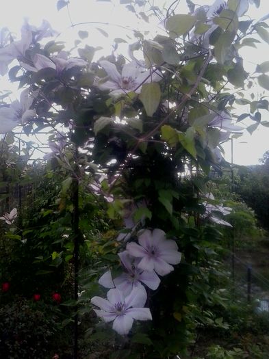 20160515_114407 - 2016 Clematite