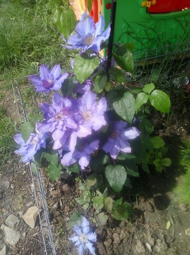 20160515_114513 - 2016 Clematite