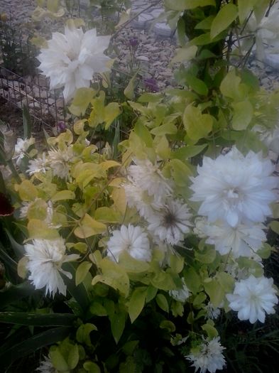 20160516_194725 - 2016 Clematite