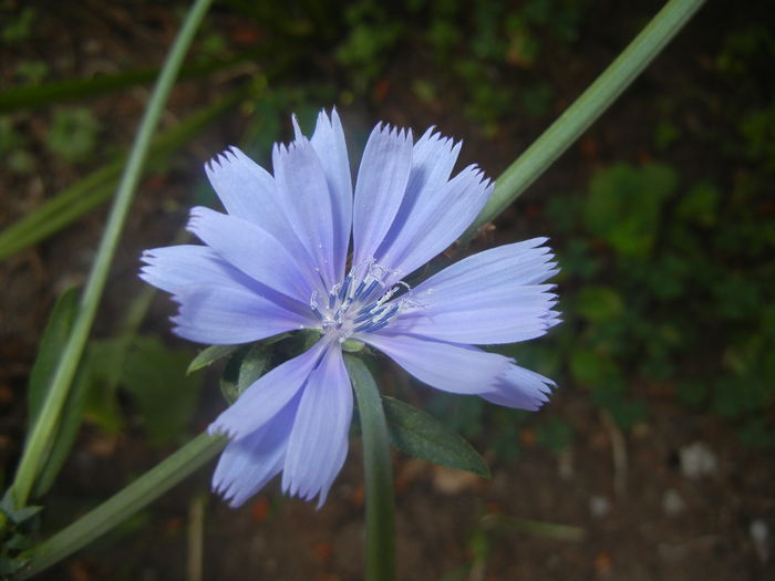 Cichorium intybus (2015, July 19) - Cichorium intybus_Cichory