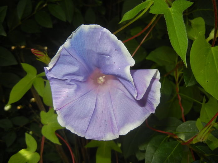 Picotee Morning Glory (2015, Aug.10) Picotee Morning Glory (2015, Aug.10)