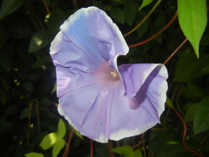 Picotee Morning Glory (2015, Aug.10) Picotee Morning Glory (2015, Aug.10)