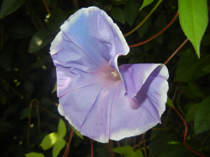 Picotee Morning Glory (2015, Aug.10) - Picotee Morning Glory