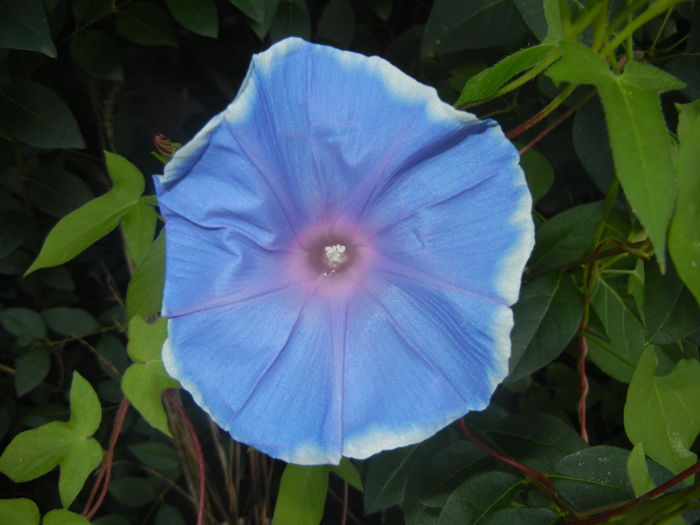Picotee Morning Glory (2015, Aug.10) Picotee Morning Glory (2015, Aug.10)