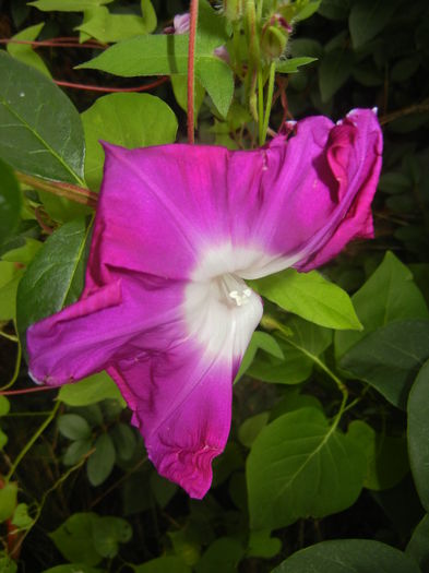 Picotee Morning Glory (2015, Aug.11)