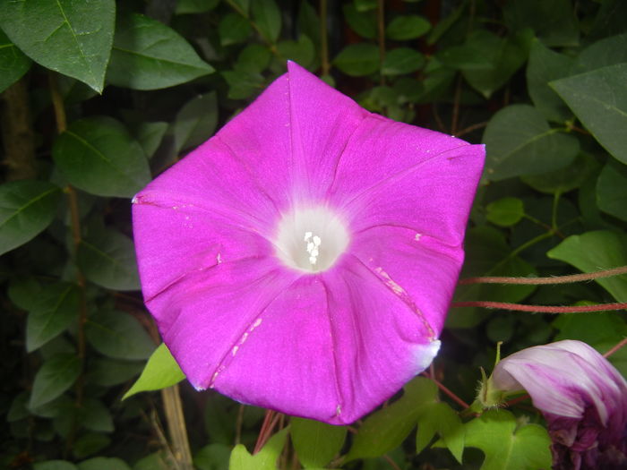 Picotee Morning Glory (2015, Aug.11) Picotee Morning Glory (2015, Aug.11)