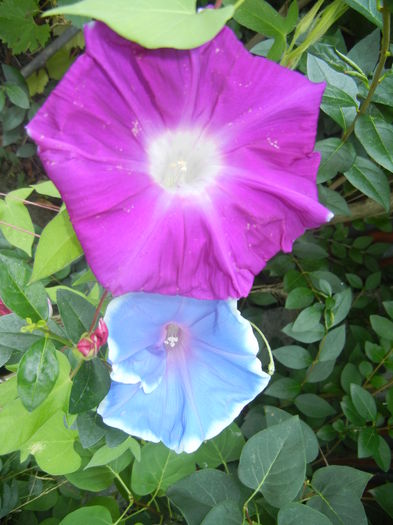 Picotee Morning Glory (2015, Aug.13) - Picotee Morning Glory