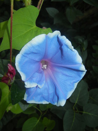 Picotee Morning Glory (2015, Aug.13) - Picotee Morning Glory