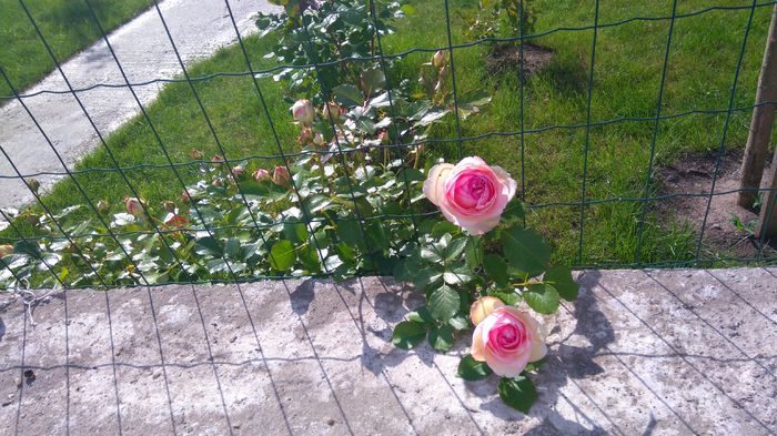 Eden rose - Trandafiri Meilland urcatori