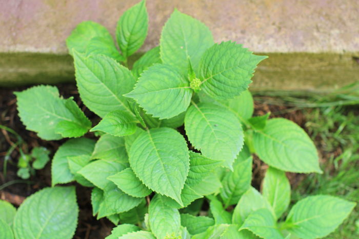 Hortensie cu culoare normala