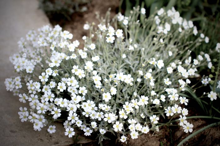 Cerastium Tomentosum - Flori de Mai