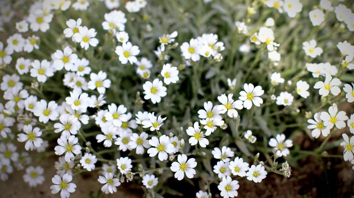 Cerastium Tomentosum - Flori de Mai