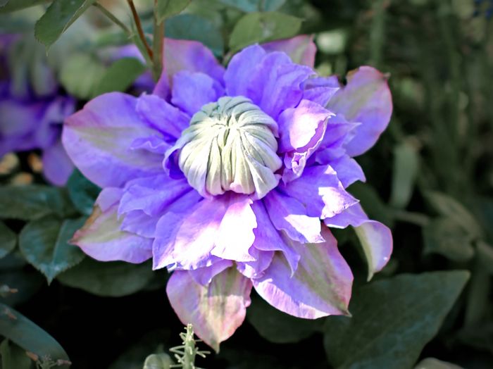 Clematis Diamantina