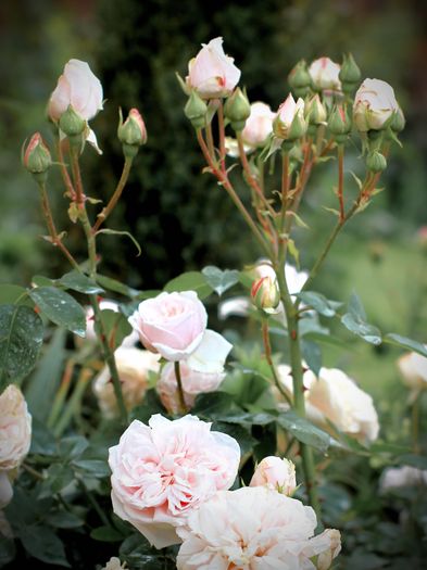 Souvenir de la Malmaison - Flori de Mai