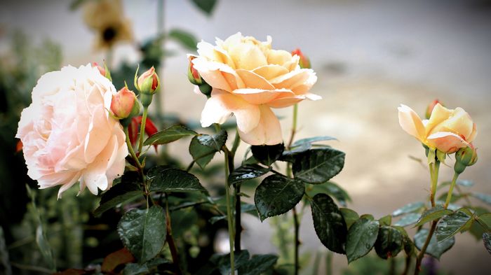 Ambridge Rose - Flori de Mai