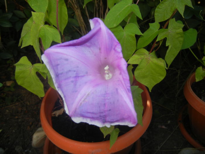 Picotee Morning Glory (2015, Aug.15) - Picotee Morning Glory