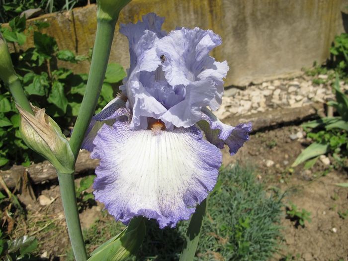 ACOMA_7383 - Iris germanica 2016