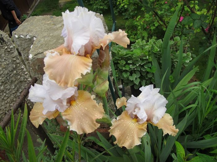 CHAMPAGNE ELEGANCE_7375 - Iris germanica 2016