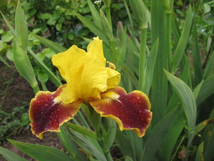 FIREBURG_7224 - Iris germanica 2016