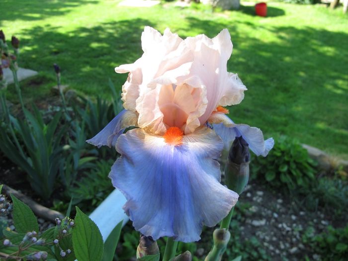 FRENCH CAN CAN_7327 - Iris germanica 2016