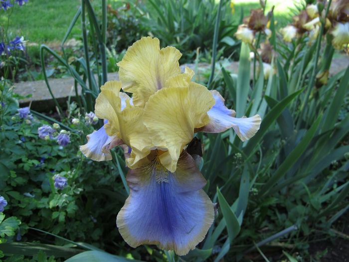 GYPSY PRINCE_7277 - Iris germanica 2016