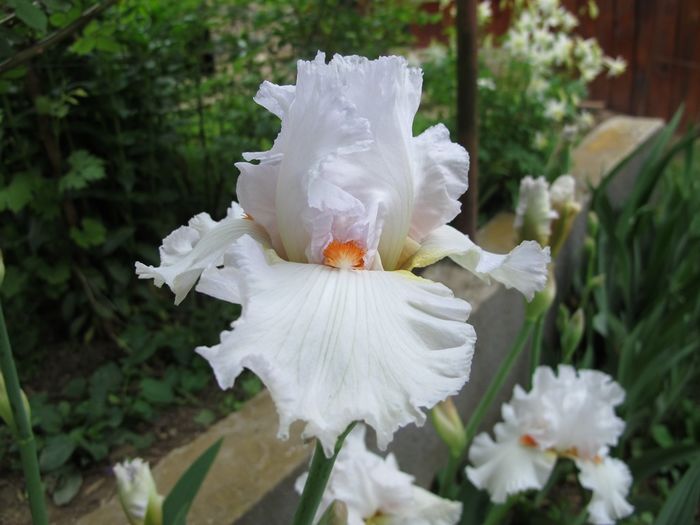 HEAVENLY RAPTURE_7432 - Iris germanica 2016