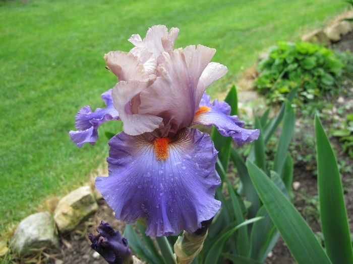 HOT GOSSIP_7346 - Iris germanica 2016