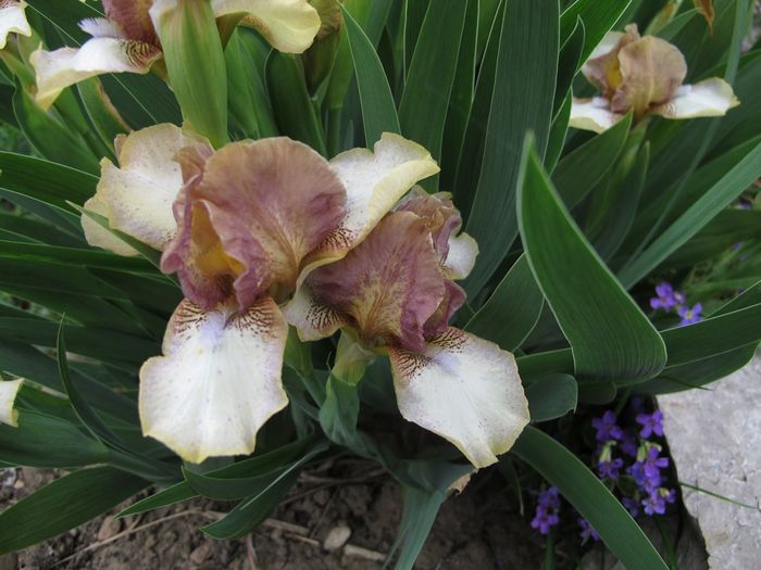 Iris pumila Hee Haw_7076 - Iris germanica 2016