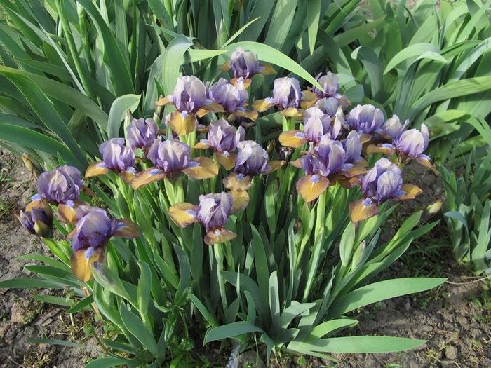 Iris pumila Music Box_7065 - Iris germanica 2016