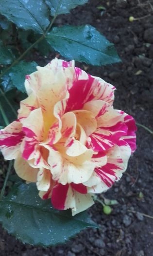 20160517_194808 - trandafiri 2016