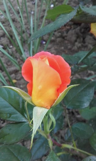 20160517_194914 - trandafiri 2016