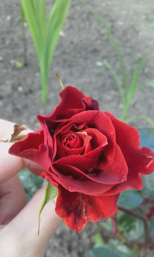 20160517_194952 - trandafiri 2016