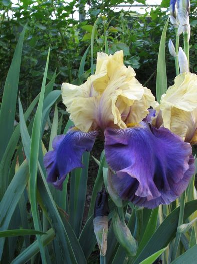 JURASSIC PARK - Iris germanica 2016