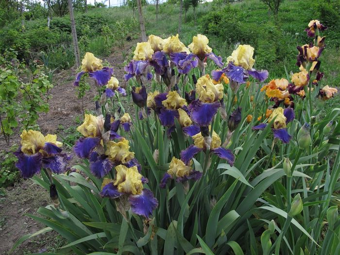 JURASSIC PARK_7289 - Iris germanica 2016