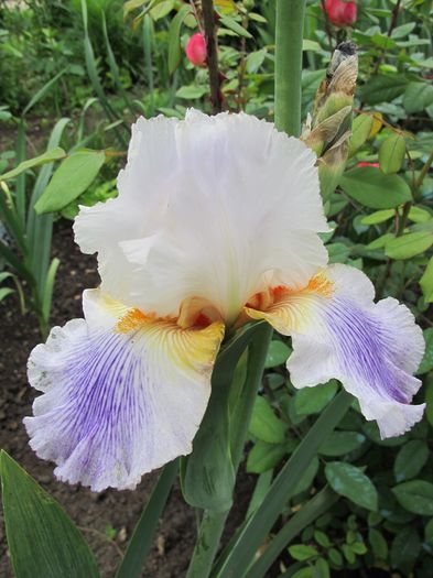 PUCCINI2 - Iris germanica 2016