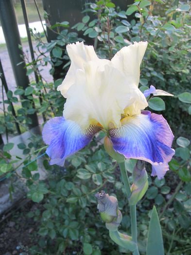 SEAKIST - Iris germanica 2016
