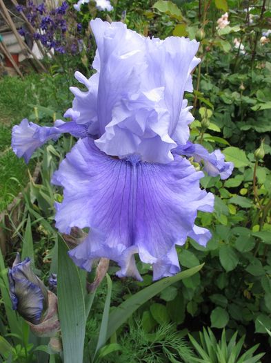 ascent of angels_4110 - Iris germanica 2016