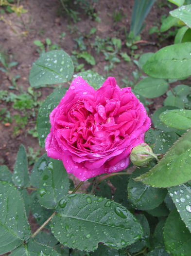 Rose de Rescht